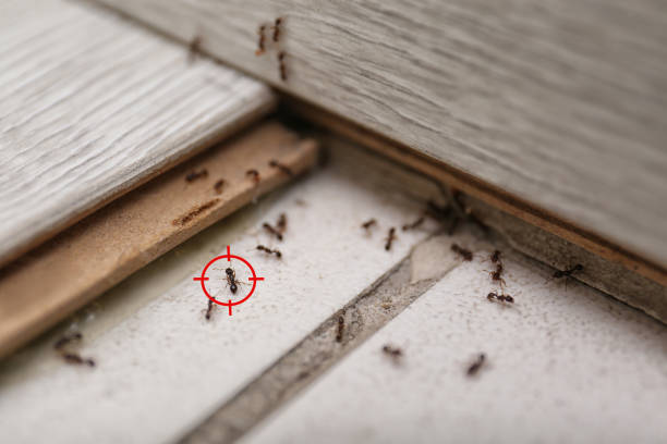 Best Rat Extermination Near Me  in Crozet, VA