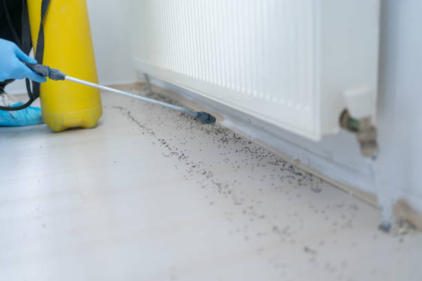Best Flea Control Services  in Crozet, VA