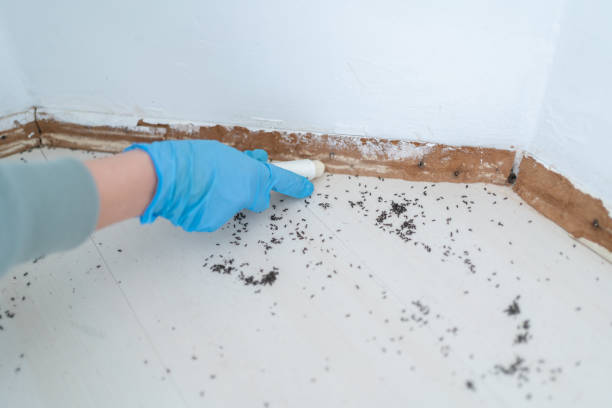 Insect Control in Crozet, VA
